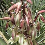 Yucca baccata Fruto