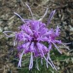 Liatris cylindracea Kwiat