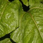 Salpianthus purpurascens Leaf