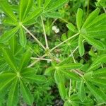Lupinus nootkatensis List