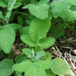 Salvia interrupta Hoja