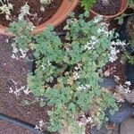 Pelargonium abrotanifolium Květ