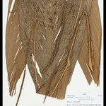 Geonoma macrostachys Лист