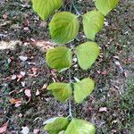 Cornus florida पत्ता