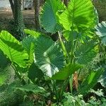 Alocasia macrorrhizos Blatt