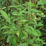 Arthraxon hispidus Habit