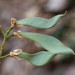 Craibia grandiflora Φρούτο