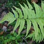 Dryopteris dickinsii Hoja