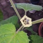 Physalis peruvianaFlower