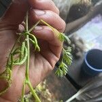 Corydalis aurea 葉