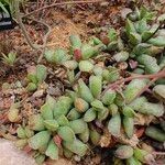 Adromischus cooperi Ліст