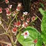 Darmera peltata Feuille