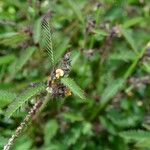 Aeschynomene villosa Habit