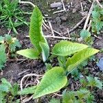 Symphytum caucasicum Folha