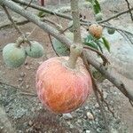 Annona spinescens?Плод