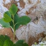 Spiraea chamaedryfolia 葉