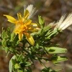 Trixis californica Flor