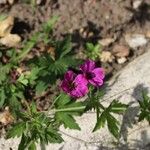 Geranium psilostemon ഇല