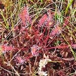 Drosera anglica Çiçek