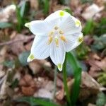 Leucojum vernum花