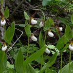 Cypripedium montanum 形态