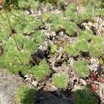 Cotula hispida Leaf