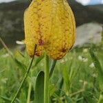 Fritillaria tubaeformis Õis