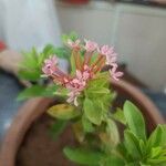 Ixora chinensis Blüte