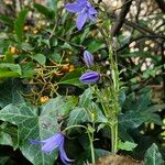 Campanula poscharskyanaHabitat