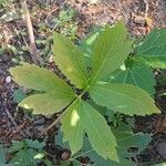 Rudbeckia laciniata Leaf