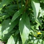 Solidago juncea Folha