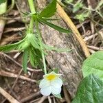 Viola arvensis Hábito