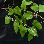 Vitis flexuosa Облик