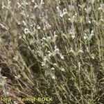 Sideritis bourgeana Habitus