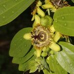 Passiflora lancearia