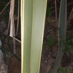 Yucca gloriosaΦύλλο