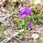 Viola dubyana Flors