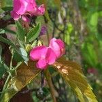 Lathyrus latifoliusКветка