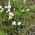 Eriophorum scheuchzeri Blüte