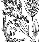 Poa hybrida その他の提案