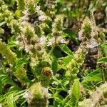 Ocimum × africanum Cvet