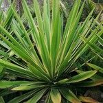Furcraea selloana List