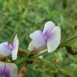 Tephrosia noctiflora Flor
