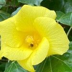 Hibiscus tiliaceus Flower