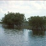 Rhizophora mangle Habitus