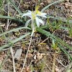 Leucocrinum montanum Hoja