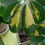 Schefflera arboricola Foglia