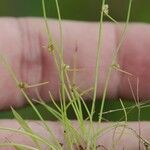 Cyperus subsquarrosus 整株植物