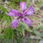 Neotinea tridentata Flower