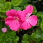 Pelargonium zonale Λουλούδι